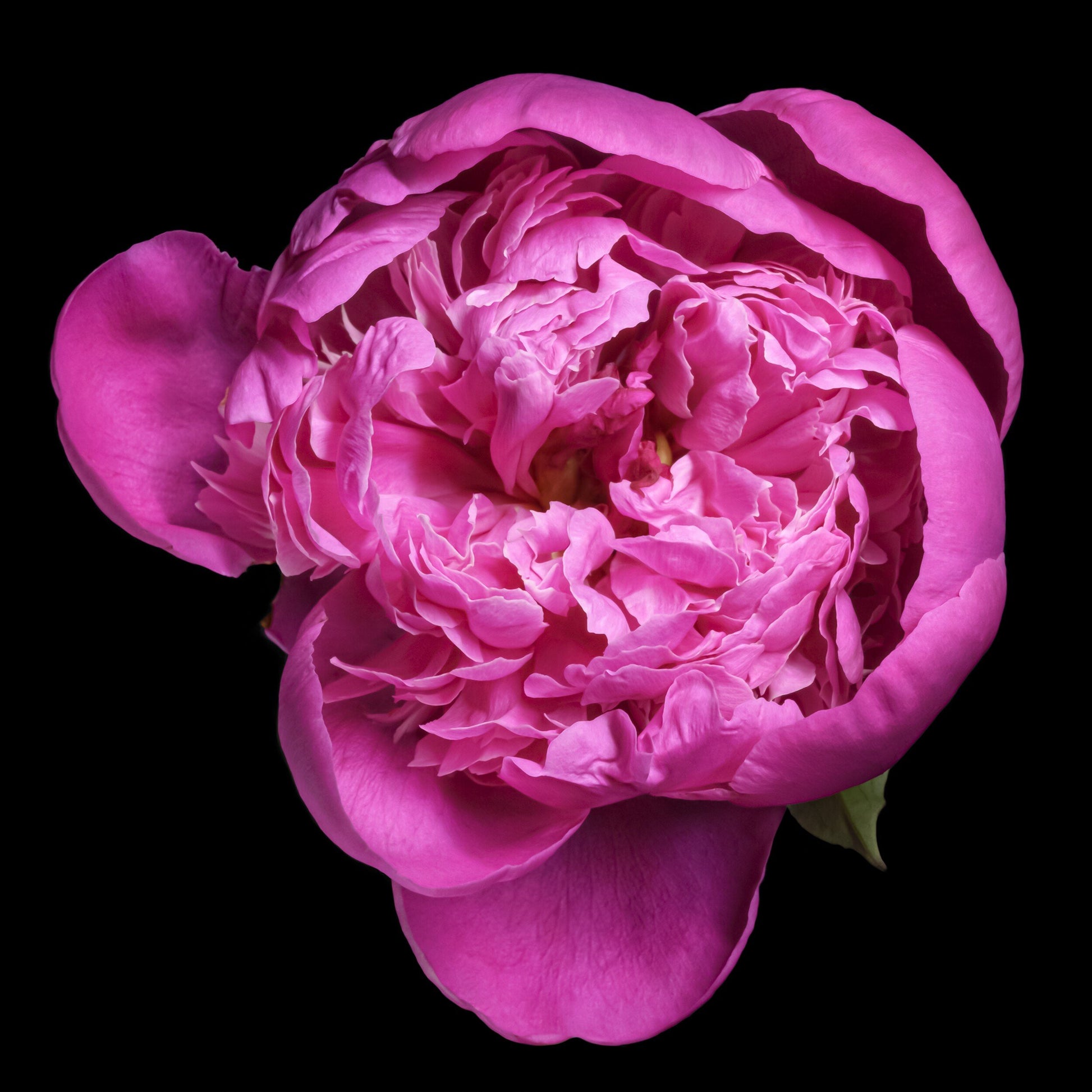 print of pink magenta double blooming peony partially closed inner petals closed yet fluttering with outer petals open. Centered in Square mode, black background, wall art