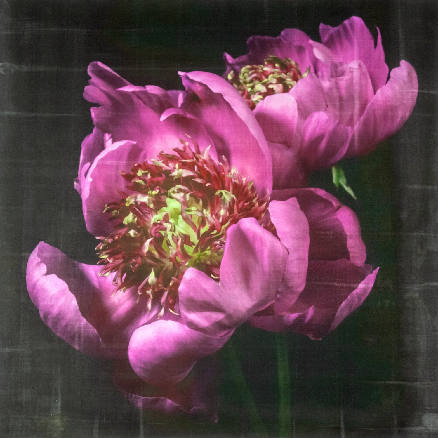 Flower Photograph print double pink peony anemone-flowering peony with pink guard petals surrounding a spiky center of lighter petaloids, edged in peach,Centered in Square mode,black background, wall art