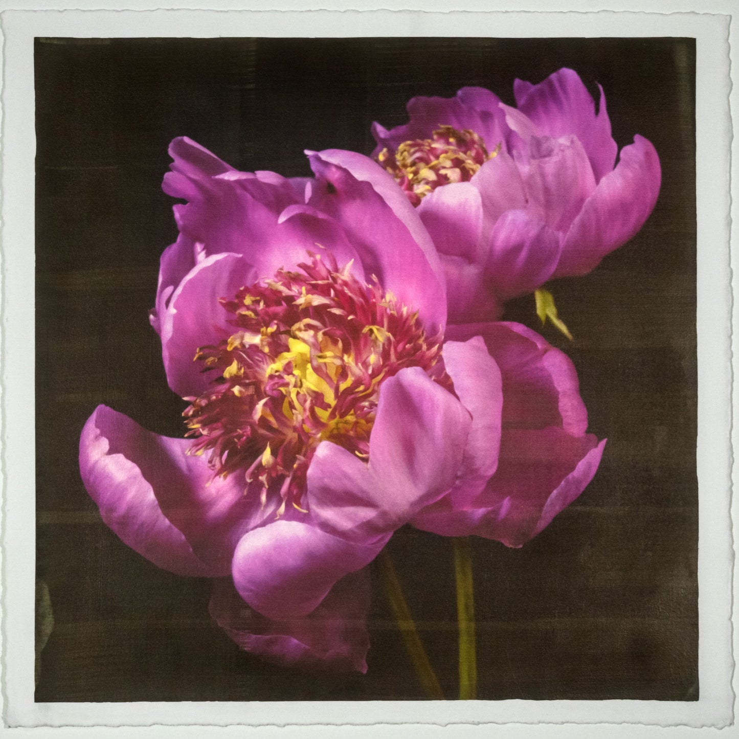 2 anemone-flowering peony with pink guard petals surrounding a spiky center of lighter petaloids, edged in peach 12” square on cotton paper. centered on black background, wall art