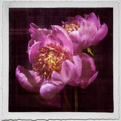 2 anemone-flowering peony with pink guard petals surrounding a spiky center of lighter petaloids, edged in peach 8” square on cotton paper. centered on black background, wall art