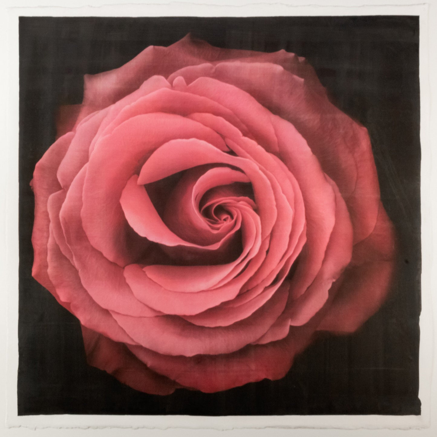 Print of Red Rose for sale handcrafted from a photograph of a symmetrical red full flower with a swirl center Centered in Square mode, black background, wall art 8” square on cotton paper deckle edge