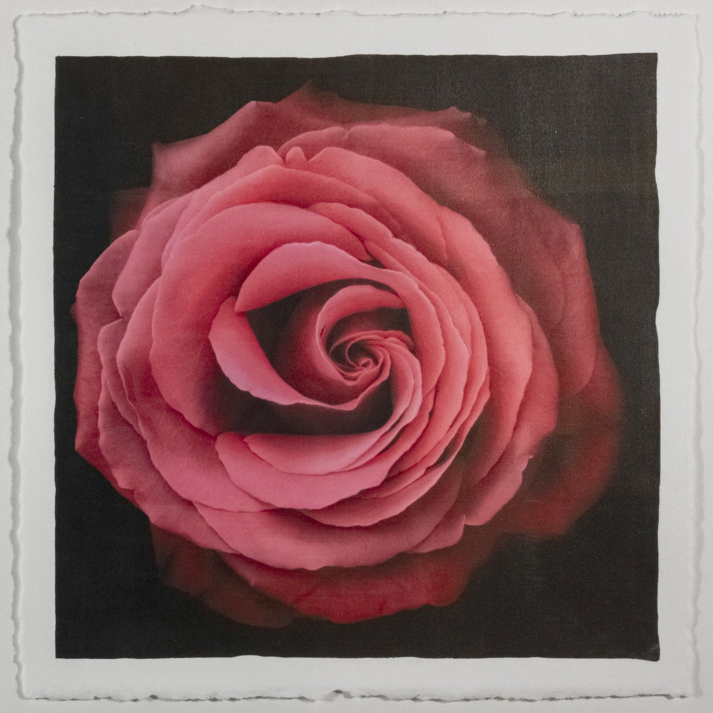 Print of Red Rose for sale handcrafted from a photograph of a symmetrical red full flower with a swirl center Centered in Square mode, black background, wall art 20” square on cotton paper deckle edge