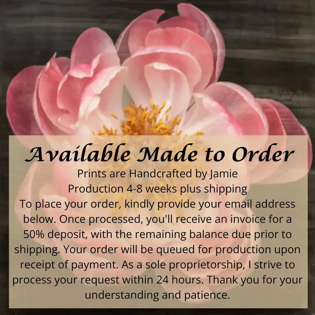 flower photograph of pink peony with dark coral center and round fluttering petals fading to pale pink, large yellow stamen center Centered in Square mode, black background, wall art 