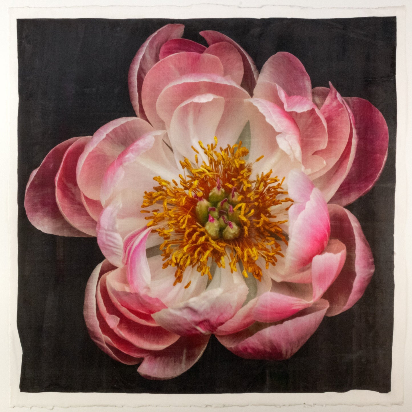 print of pink double blooming peony dark coral center with round fluttering petals fading to pale pink, large yellow stamen center 12” square on cotton paper. centered on black background, wall art