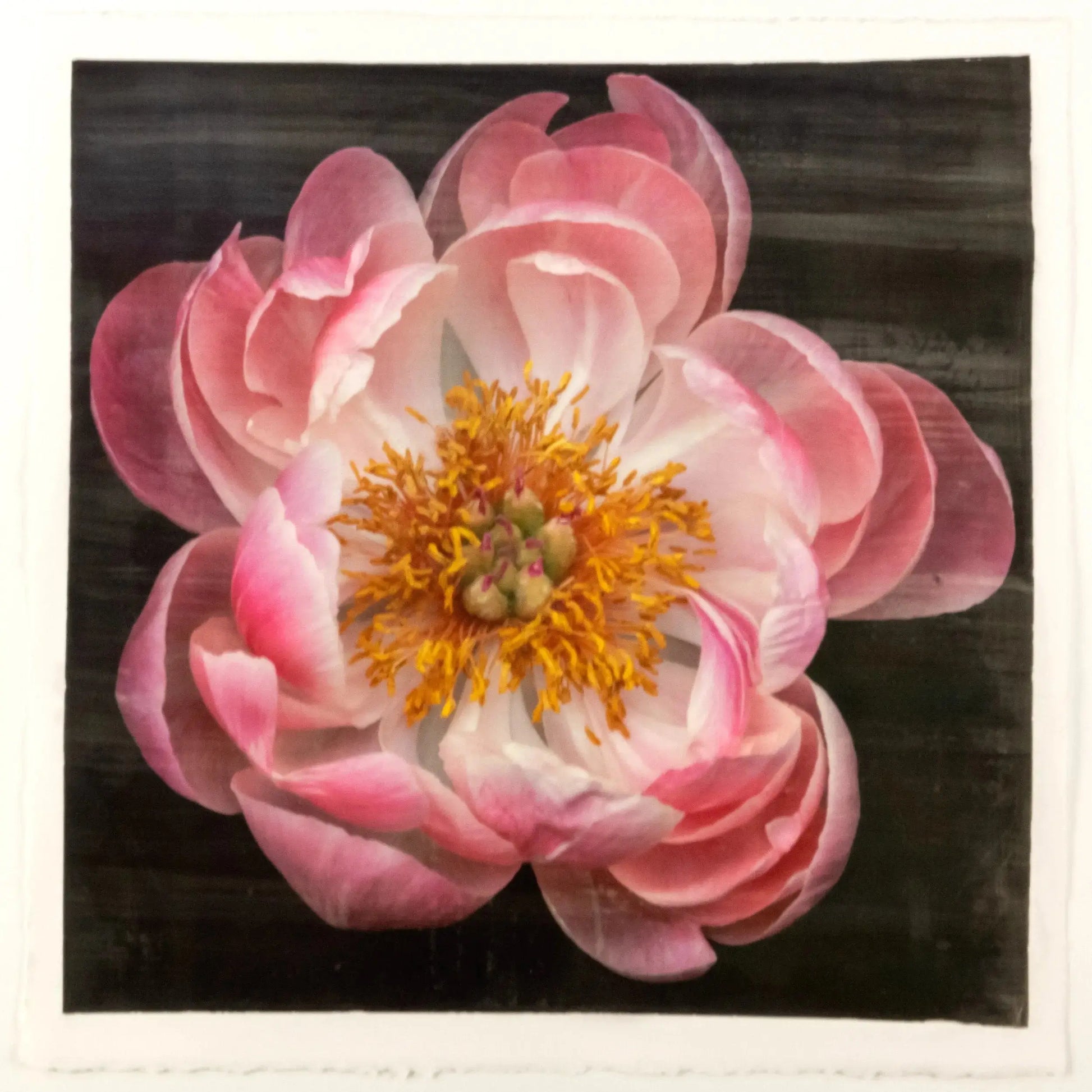 flower photograph of pink peony with dark coral center and round fluttering petals fading to pale pink, large yellow stamen center Centered in Square mode, black background, wall art 