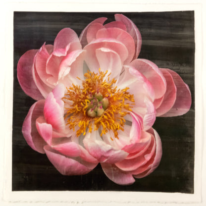 print of pink double blooming peony dark coral center with round fluttering petals fading to pale pink, large yellow stamen center 8” square on cotton paper. centered on black background, wall art