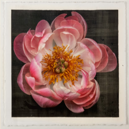 print of pink double blooming peony dark coral center with round fluttering petals fading to pale pink, large yellow stamen center 8” square on cotton paper. centered on black background, wall art