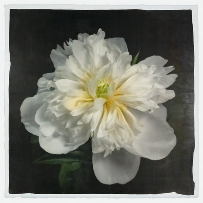 Print of White Peony for sale of a flower with large, fully double creamy white petals and yellow center Centered in Square mode, black background, wall art 8” square on cotton paper deckle edge