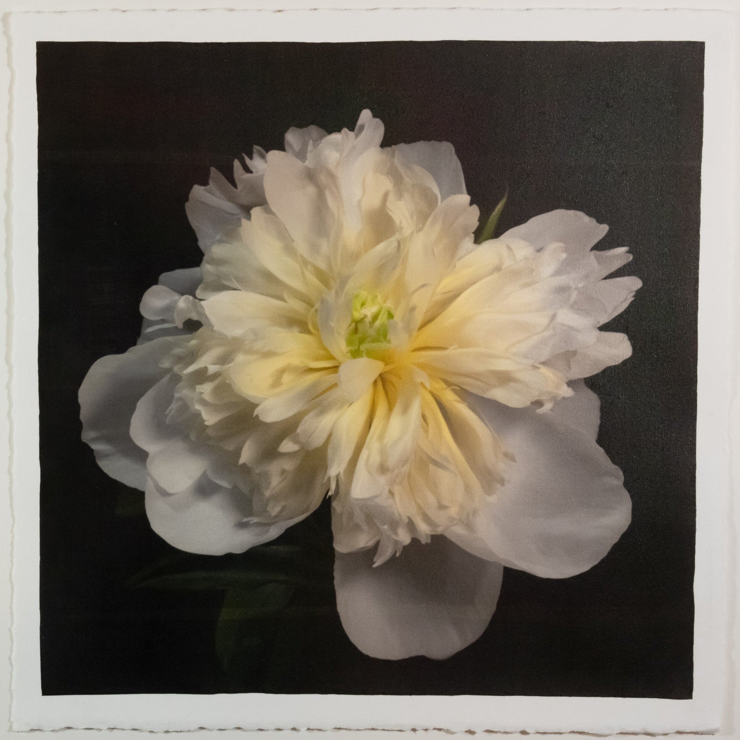 Print of White Peony for sale of a flower with large, fully double creamy white petals and yellow center Centered in Square mode, black background, wall art 8” square on cotton paper deckle edge