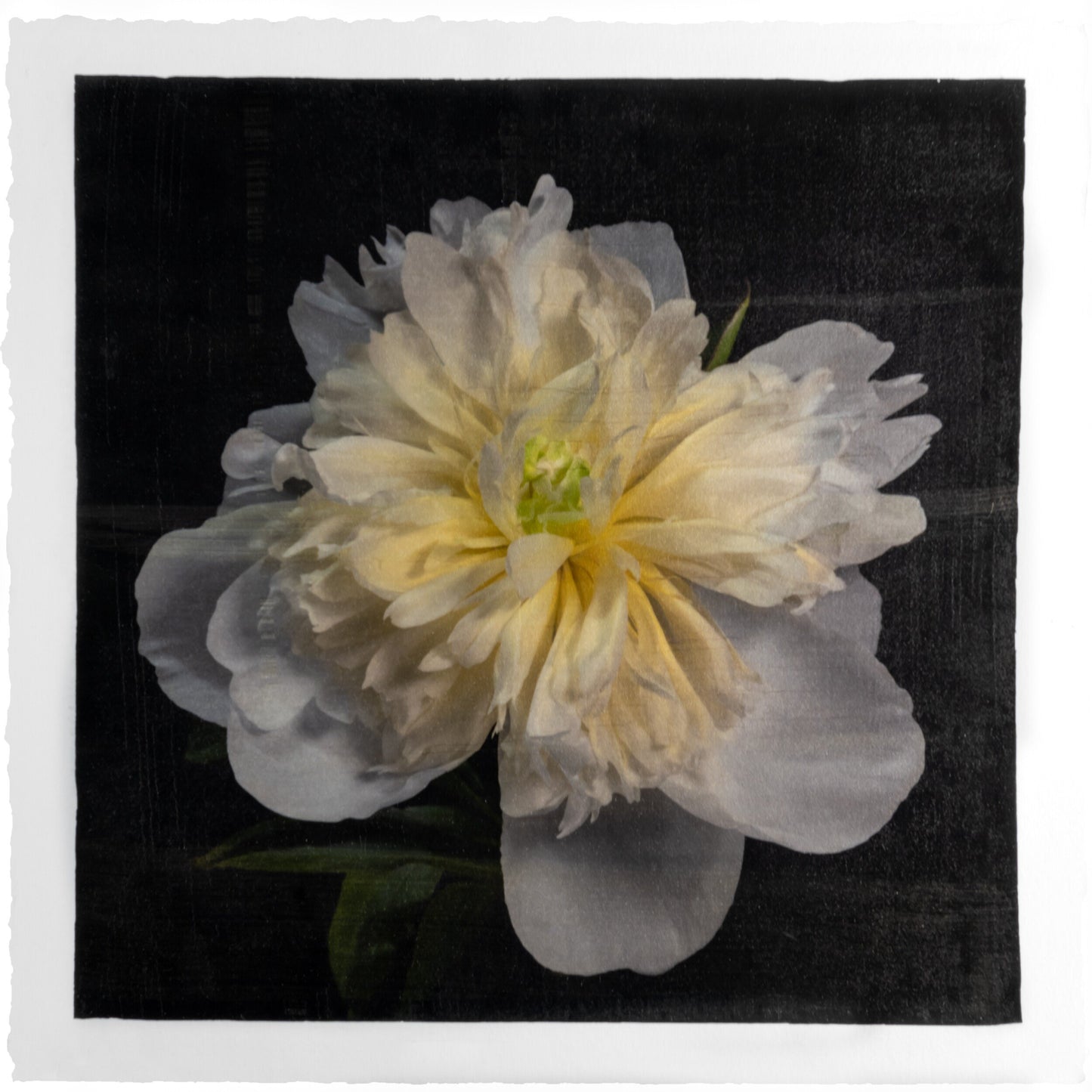 Print of White Peony for sale of a flower with large, fully double creamy white petals and yellow center Centered in Square mode, black background, wall art 12” square on cotton paper deckle edge