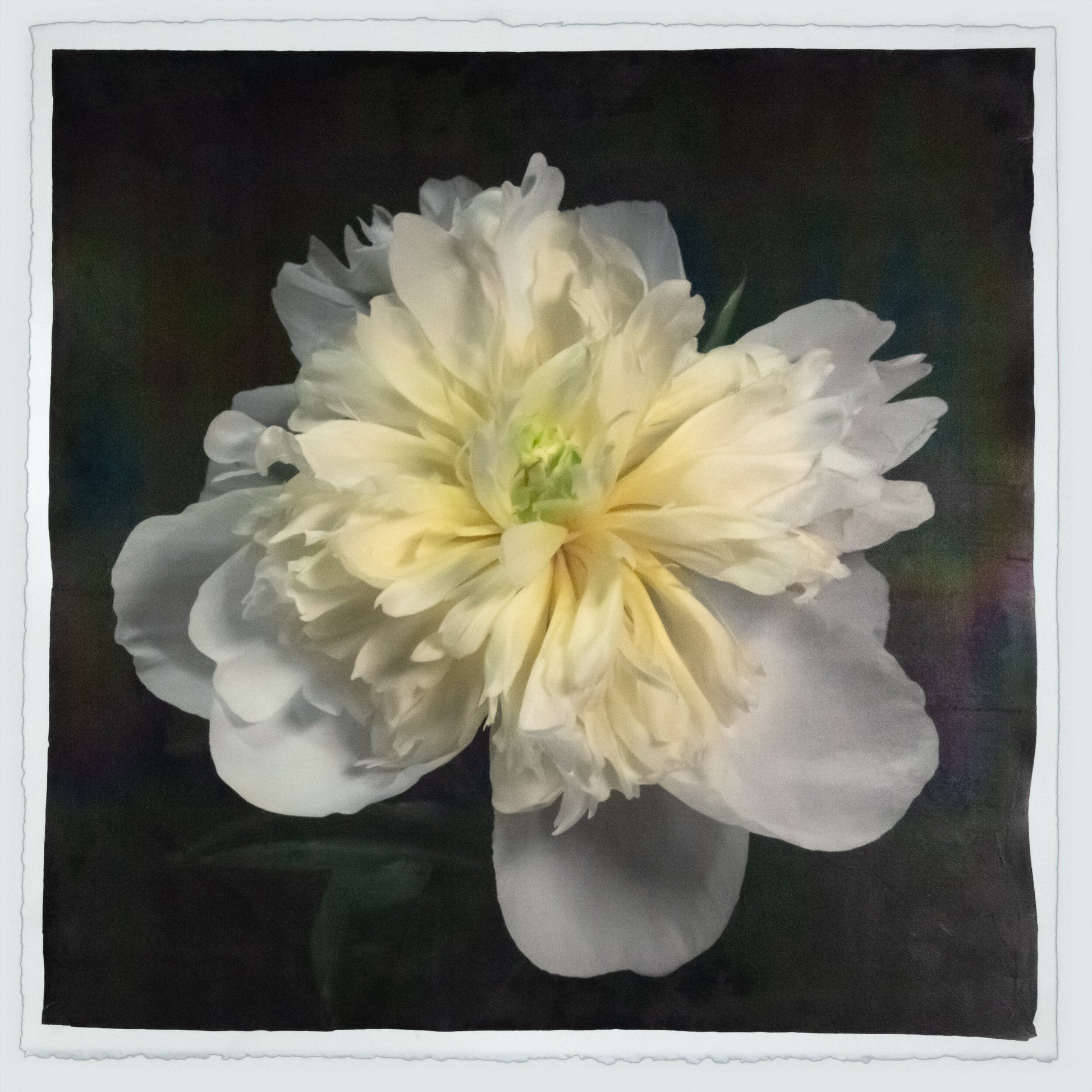 Print of White Peony for sale of a flower with large, fully double creamy white petals and yellow center Centered in Square mode, black background, wall art 20” square on cotton paper deckle edge