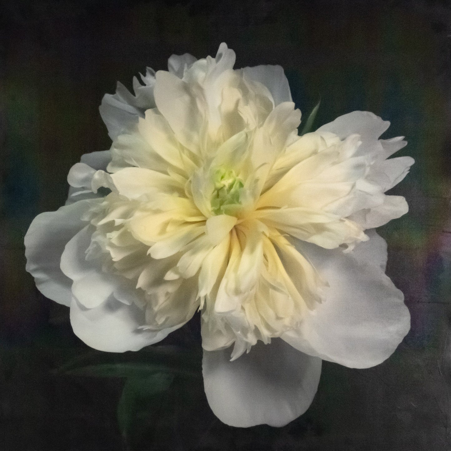 Print of White Peony for sale handcrafted from a photograph  of a flower with large, fully double creamy white petals and yellow cente Centered in Square mode, black background, wall art