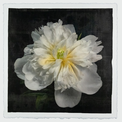 Print of White Peony for sale of a flower with large, fully double creamy white petals and yellow center Centered in Square mode, black background, wall art 20” square on cotton paper deckle edge