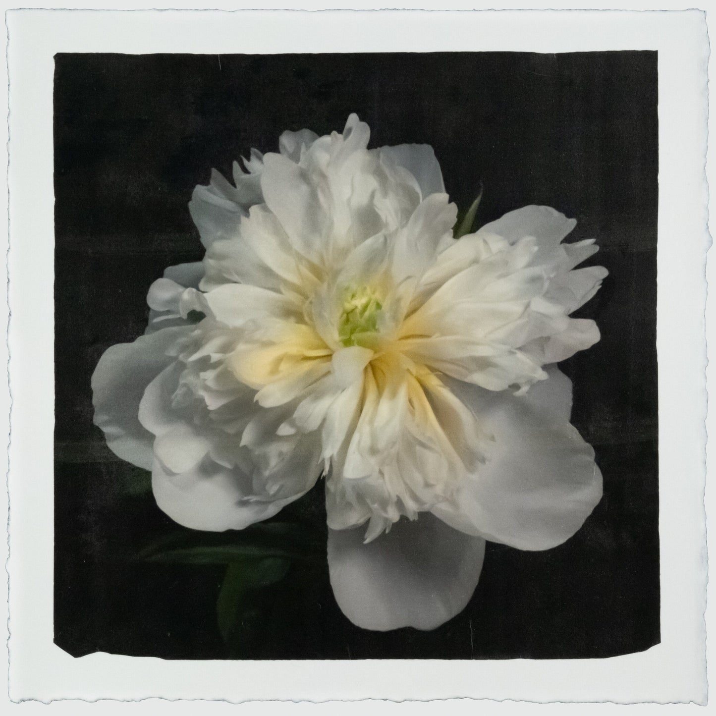 Print of White Peony for sale of a flower with large, fully double creamy white petals and yellow center Centered in Square mode, black background, wall art 20” square on cotton paper deckle edge