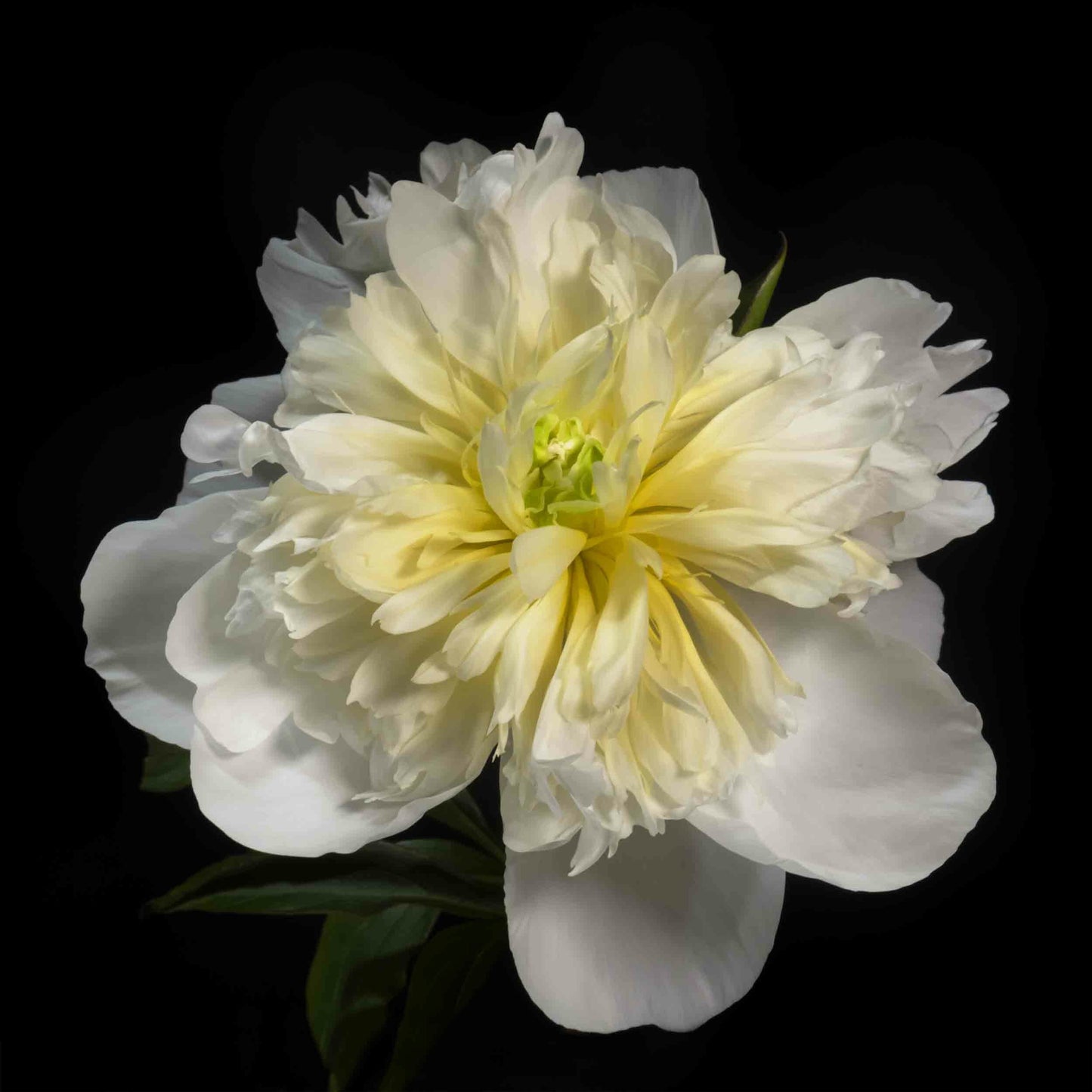 Peony flower with large, fully double creamy white petals and yellow center Centered in Square mode on black background wall art