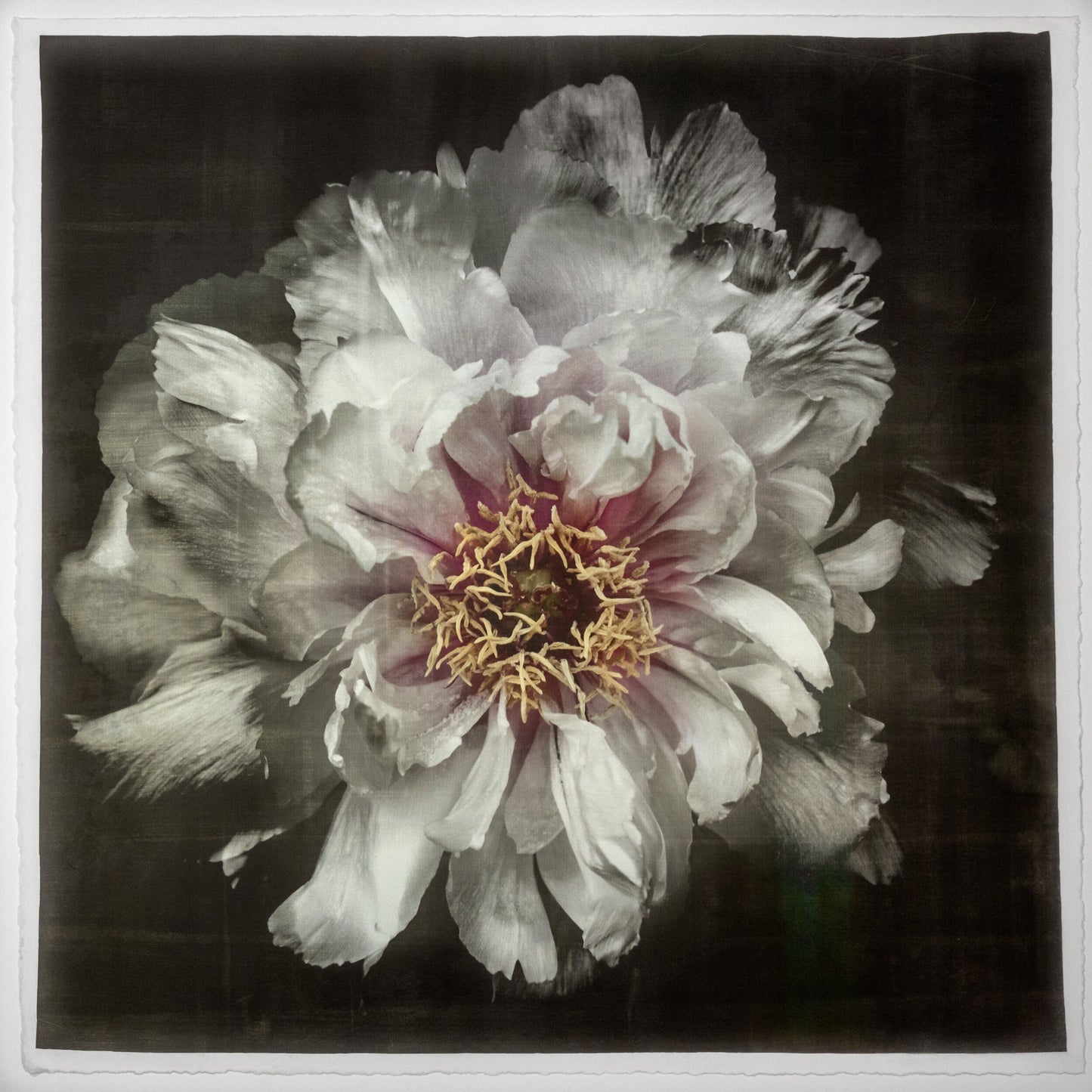 Print of White Peony pastel-colored petals in shades of soft pink, blush, white,open center with yellow stamen Centered in Square mode, black background, wall art 12” square on paper deckle edge