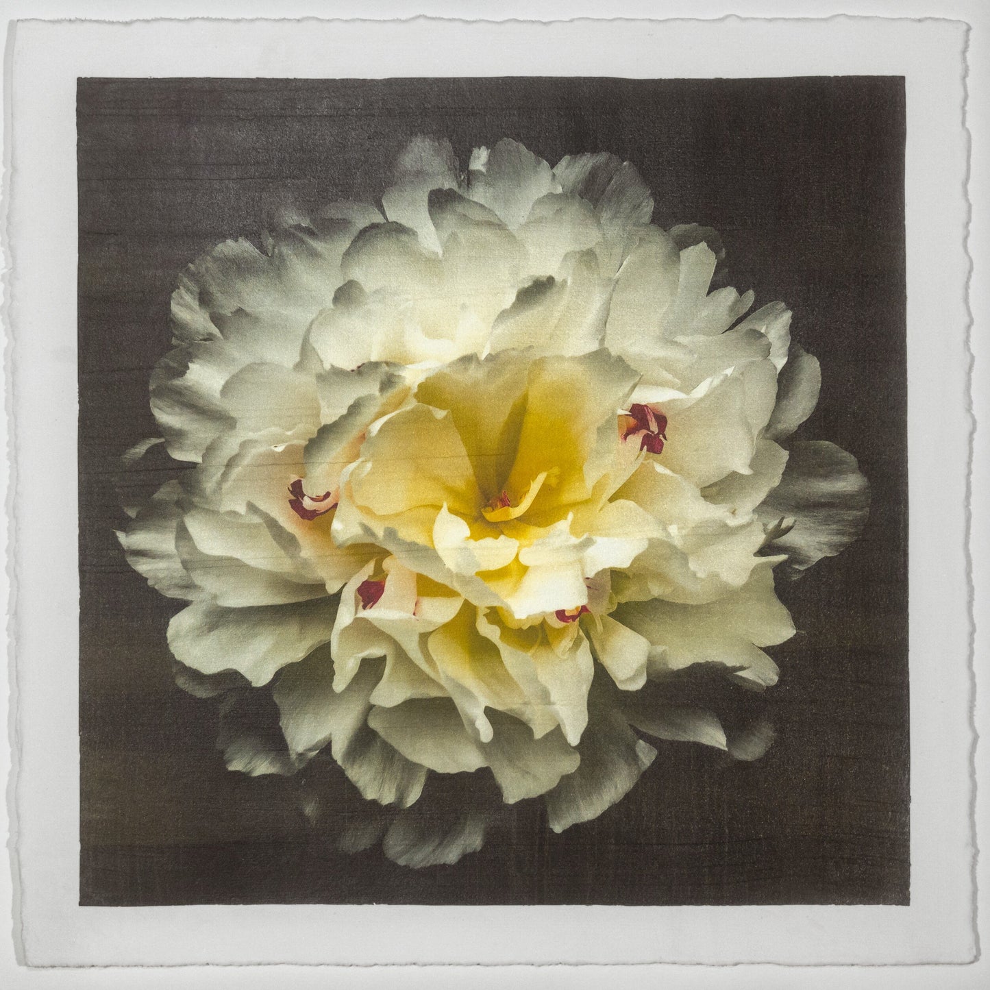 Print of White Peony for sale  delicate white petals adorned with crimson accents and yellow center Centered in Square mode, black background, wall art 8” square on cotton paper deckle edge