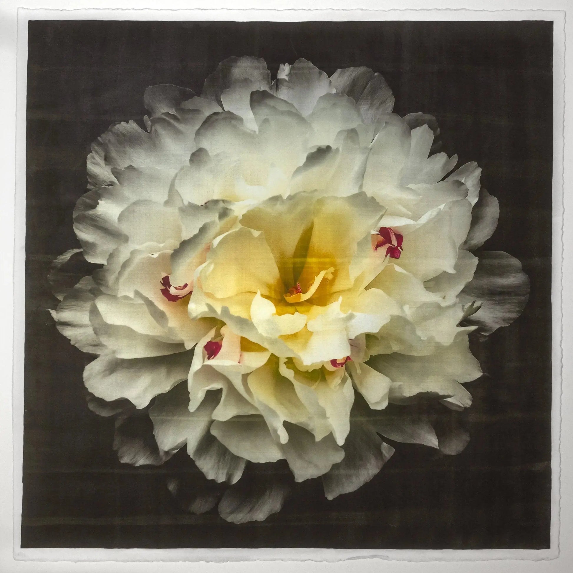 Print of White Peony for sale  delicate white petals adorned with crimson accents and yellow center Centered in Square mode, black background, wall art 8” square on cotton paper deckle edge