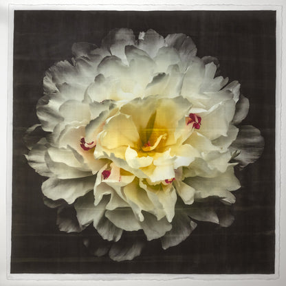 Print of White Peony for sale  delicate white petals adorned with crimson accents and yellow center Centered in Square mode, black background, wall art 8” square on cotton paper deckle edge