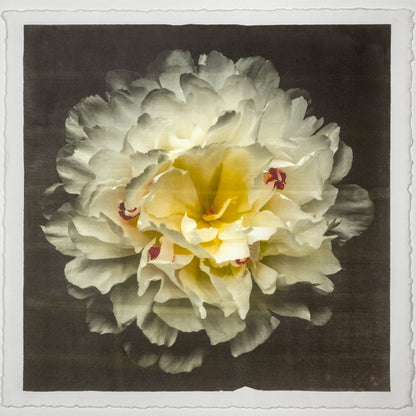 Print of White Peony for sale  delicate white petals adorned with crimson accents and yellow center Centered in Square mode, black background, wall art 12” square on cotton paper deckle edge