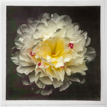 Print of White Peony for sale  delicate white petals adorned with crimson accents and yellow center Centered in Square mode, black background, wall art 12” square on cotton paper deckle edge