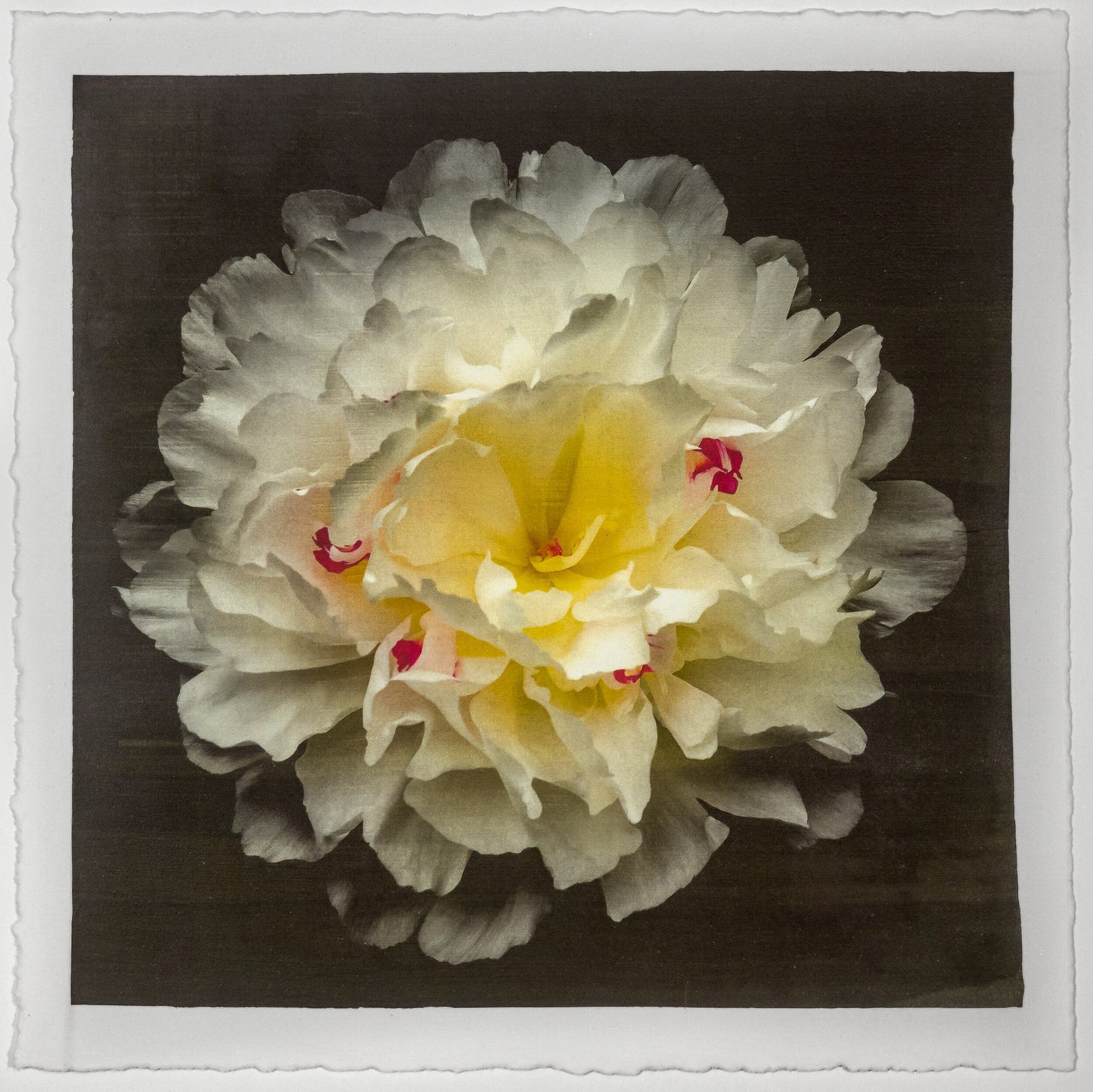 Print of White Peony for sale delicate white petals adorned with crimson accents and yellow center Centered in Square mode, black background, wall art 12” square on cotton paper deckle edge