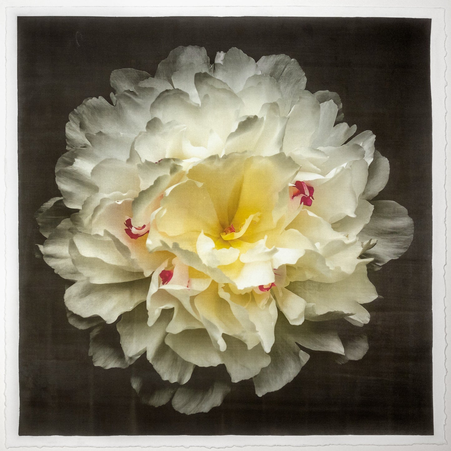 Print of White Peony for sale  delicate white petals adorned with crimson accents and yellow center Centered in Square mode, black background, wall art 20” square on cotton paper deckle edge