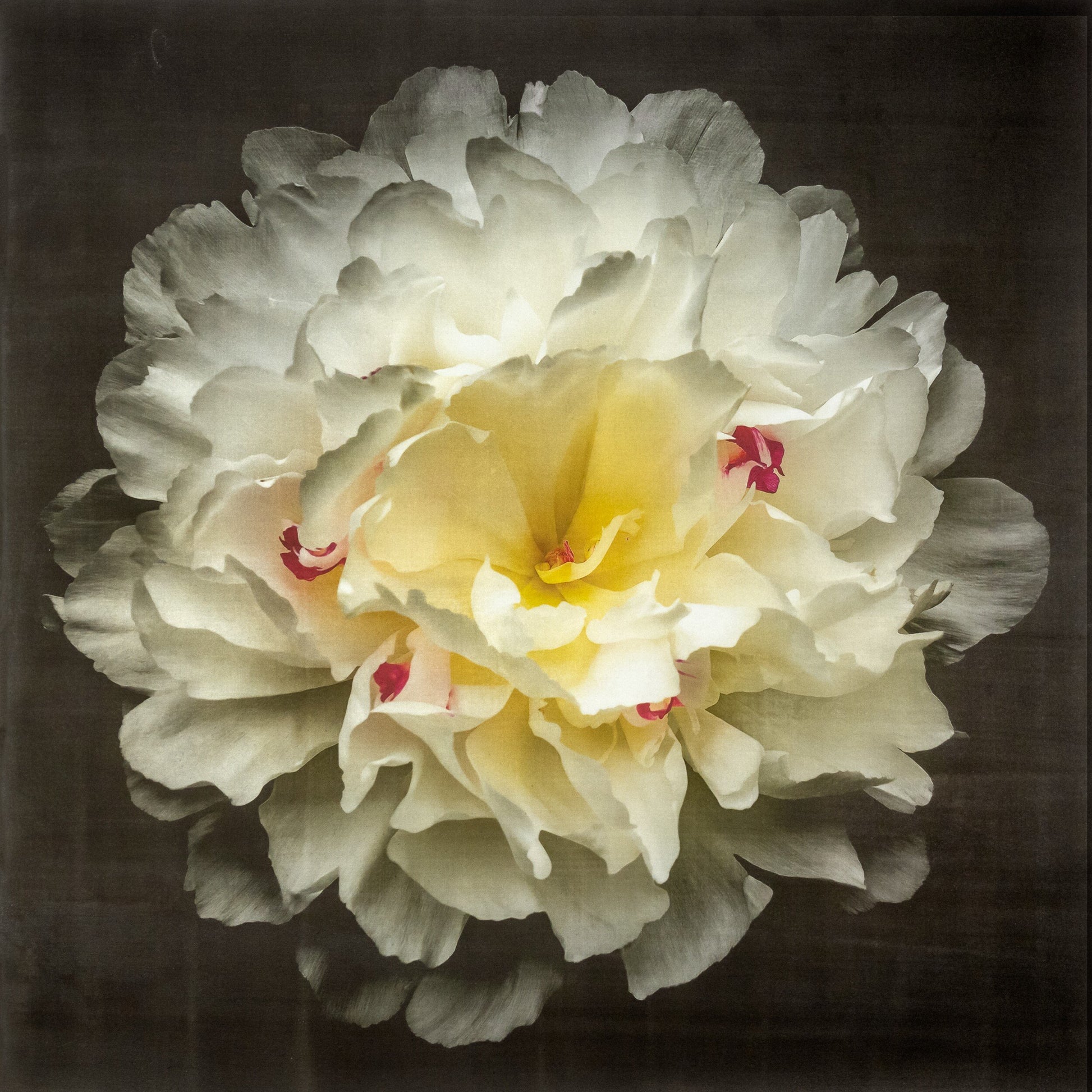 Print of White Peony for sale handcrafted from a photograph delicate white petals adorned with crimson accents and yellow center Centered in Square mode, black background, wall art