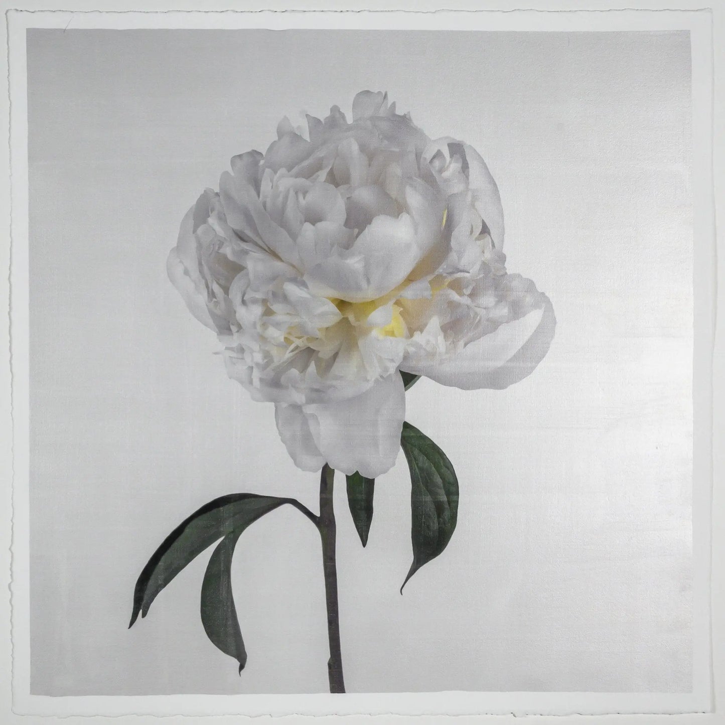 Flower Photograph Print White Peony Side view full bloom with yellow tint stem and leaves visible gold tinted, square White 