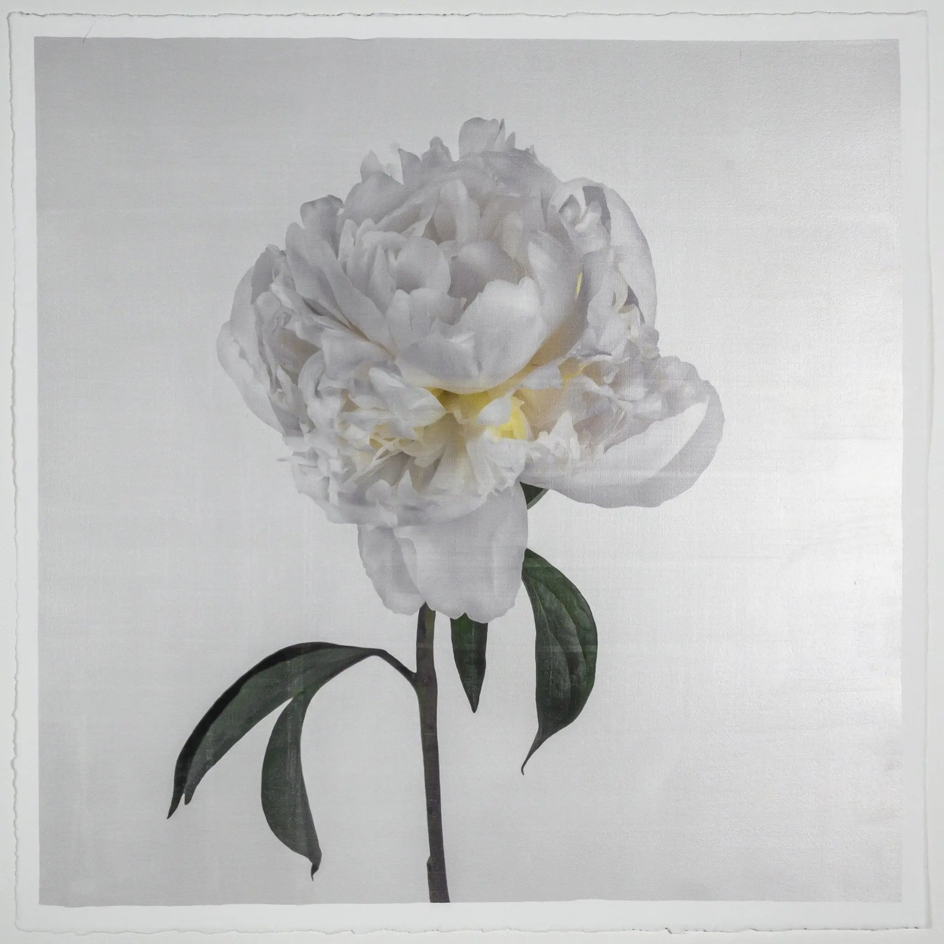 Flower Photograph Print White Peony Side view full bloom with yellow tint stem and leaves visible gold tinted, square White 
