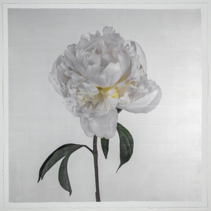 Flower Photograph Print White Peony Side view full bloom with yellow tint stem and leaves visible gold tinted, square White 