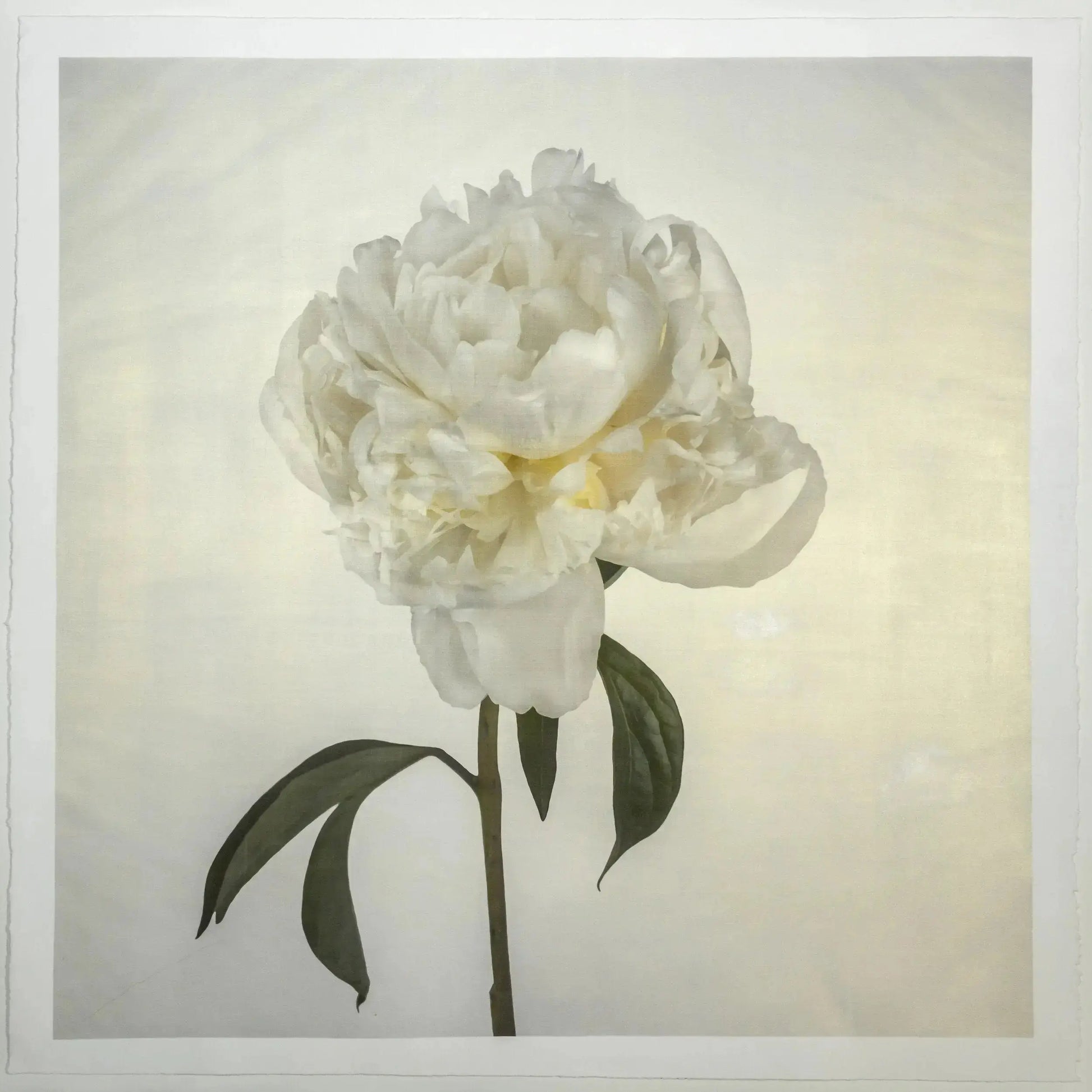 Flower Photograph Print White Peony Side view full bloom with yellow tint stem and leaves visible gold tinted, square White 