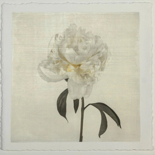 Flower Photograph Print White Peony Side view full bloom with yellow tint stem and leaves visible gold tinted, square White 