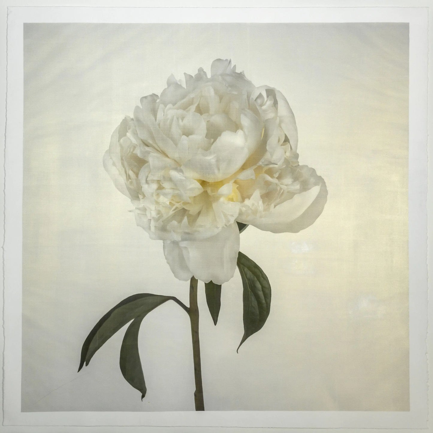 Flower Photograph Print White Peony Side view full bloom with yellow tint stem and leaves visible gold tinted, square White 