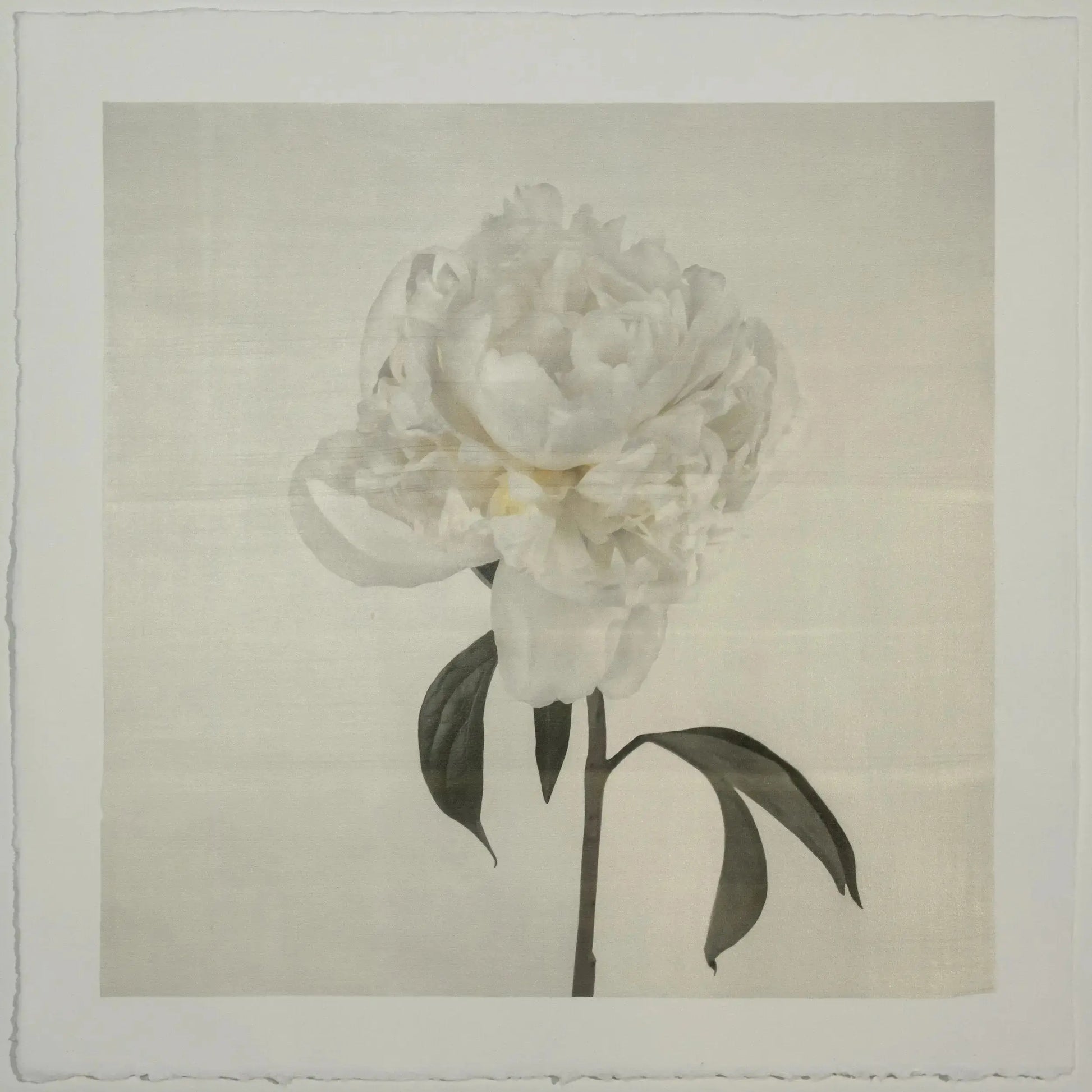 Flower Photograph Print White Peony Side view full bloom with yellow tint stem and leaves visible gold tinted, square 