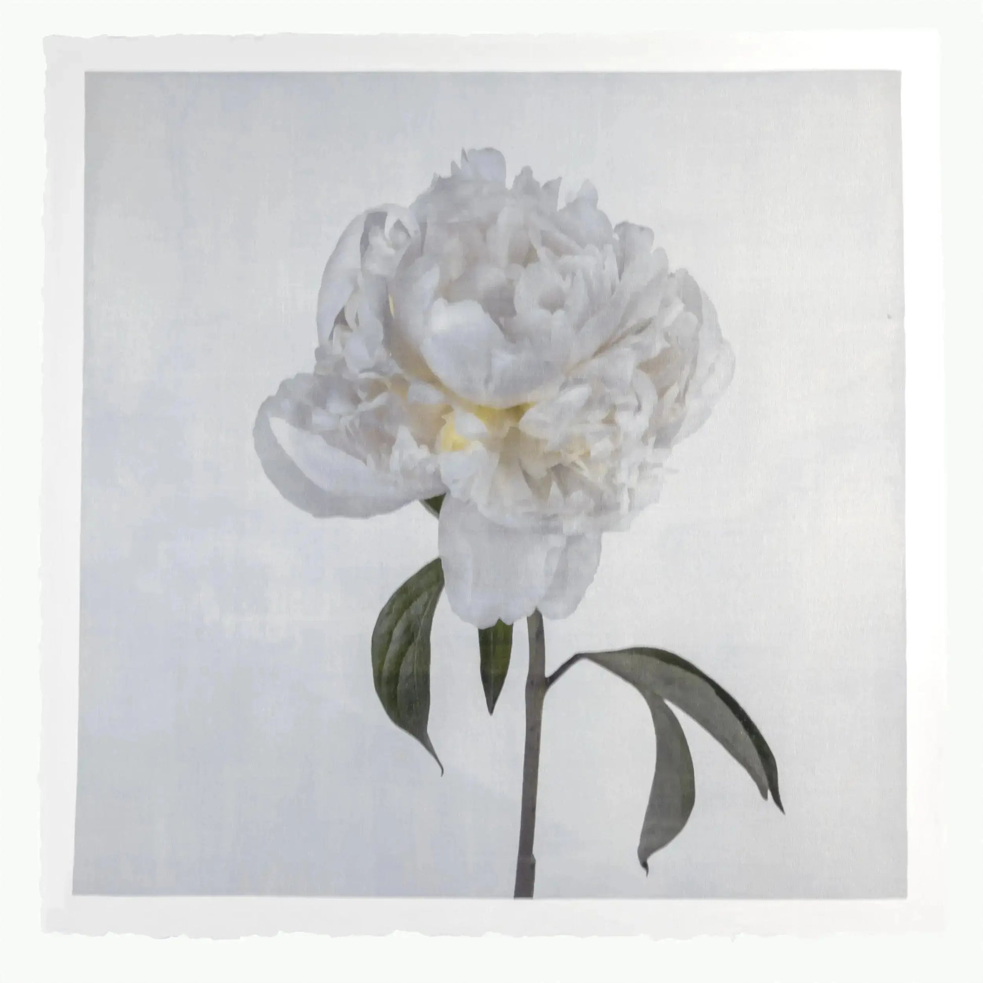 Flower Photograph Print White Peony Side view full bloom with yellow tint stem and leaves visible gold tinted, square 
