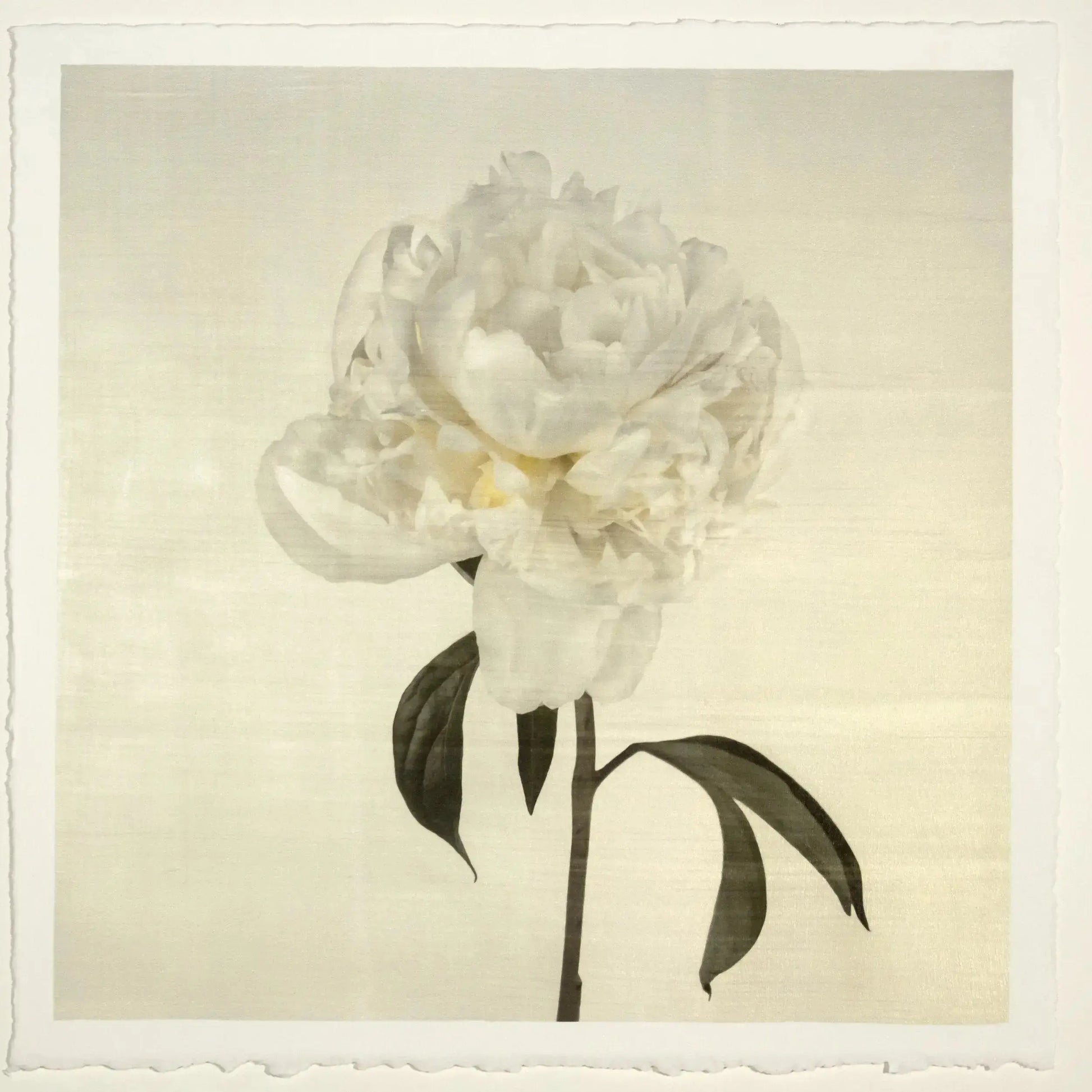 Flower Photograph Print White Peony Side view full bloom with yellow tint stem and leaves visible gold tinted, square 