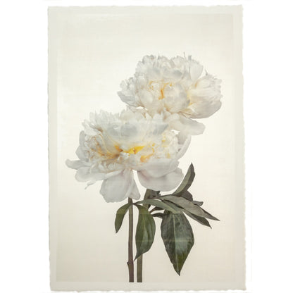 2 full bloom white peonies with yellow center one standing taller blooms both visible stems and leaves showing 8x12” cotton paper wall art