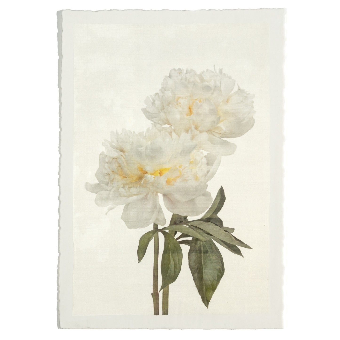 2 full bloom white peonies with yellow center one standing taller blooms both visible stems and leaves showing 16x24” cotton paper wall art