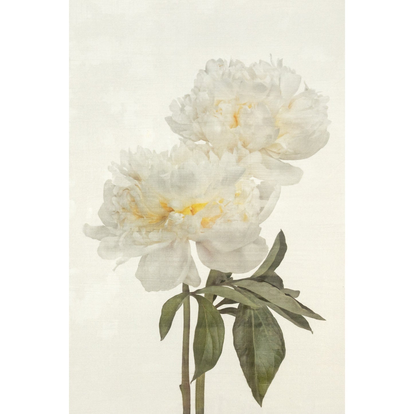 2 full bloom white peonies with yellow center, stems and leaves one standing taller, blooms both visible wall art