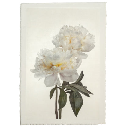 2 full bloom white peonies with yellow center one standing taller blooms both visible stems and leaves showing 16x24” cotton paper wall art