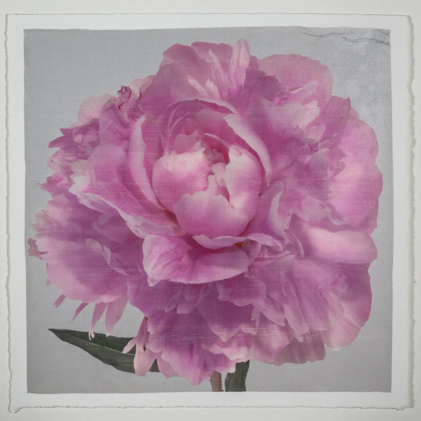 Print of Pink Peony handcrafted from a photograph of a flower with delicate pink petals with silvery edges centered in Square mode, grey background