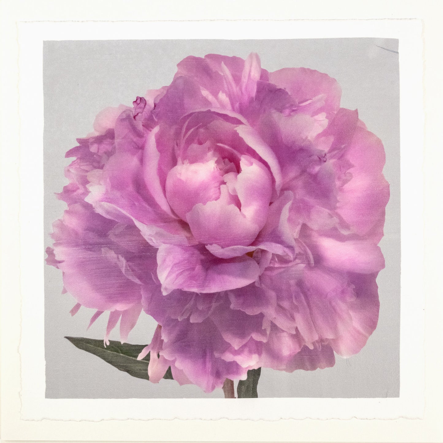 PInk Peony 18 in White