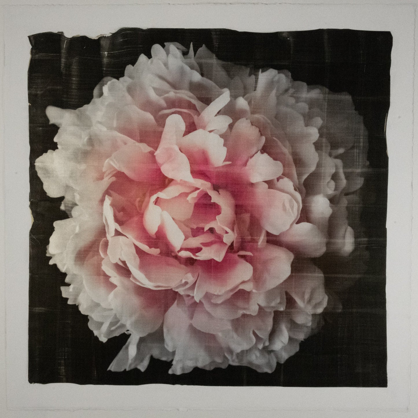 print of A deep pink double peony with a collar of smaller ivory petals at the base big fluffy flower centered on black background 20” square on cotton paper wall art