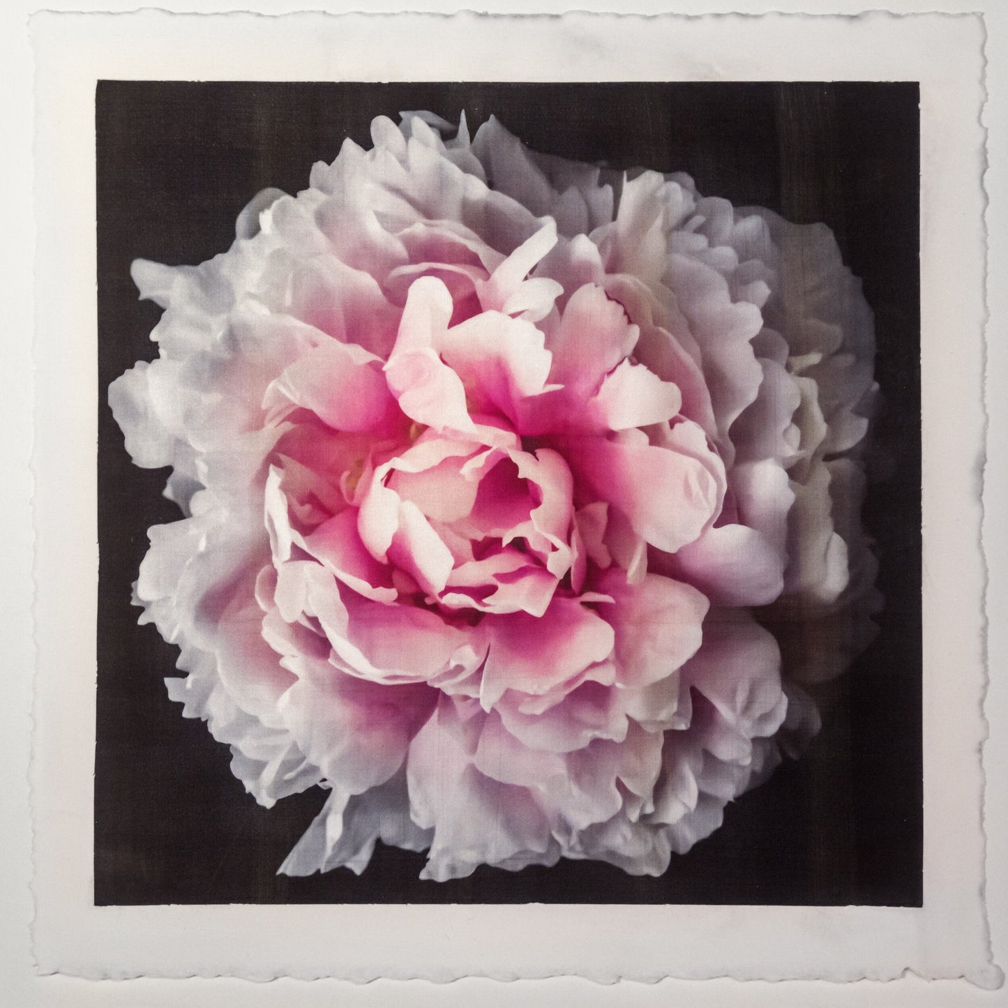 print of A deep pink double peony with a collar of smaller ivory petals at the base big fluffy flower centered on black background 12” square on cotton paper wall art