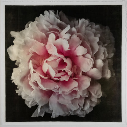 print of A deep pink double peony with a collar of smaller ivory petals at the base big fluffy flower centered on black background 20” square on cotton paper wall art