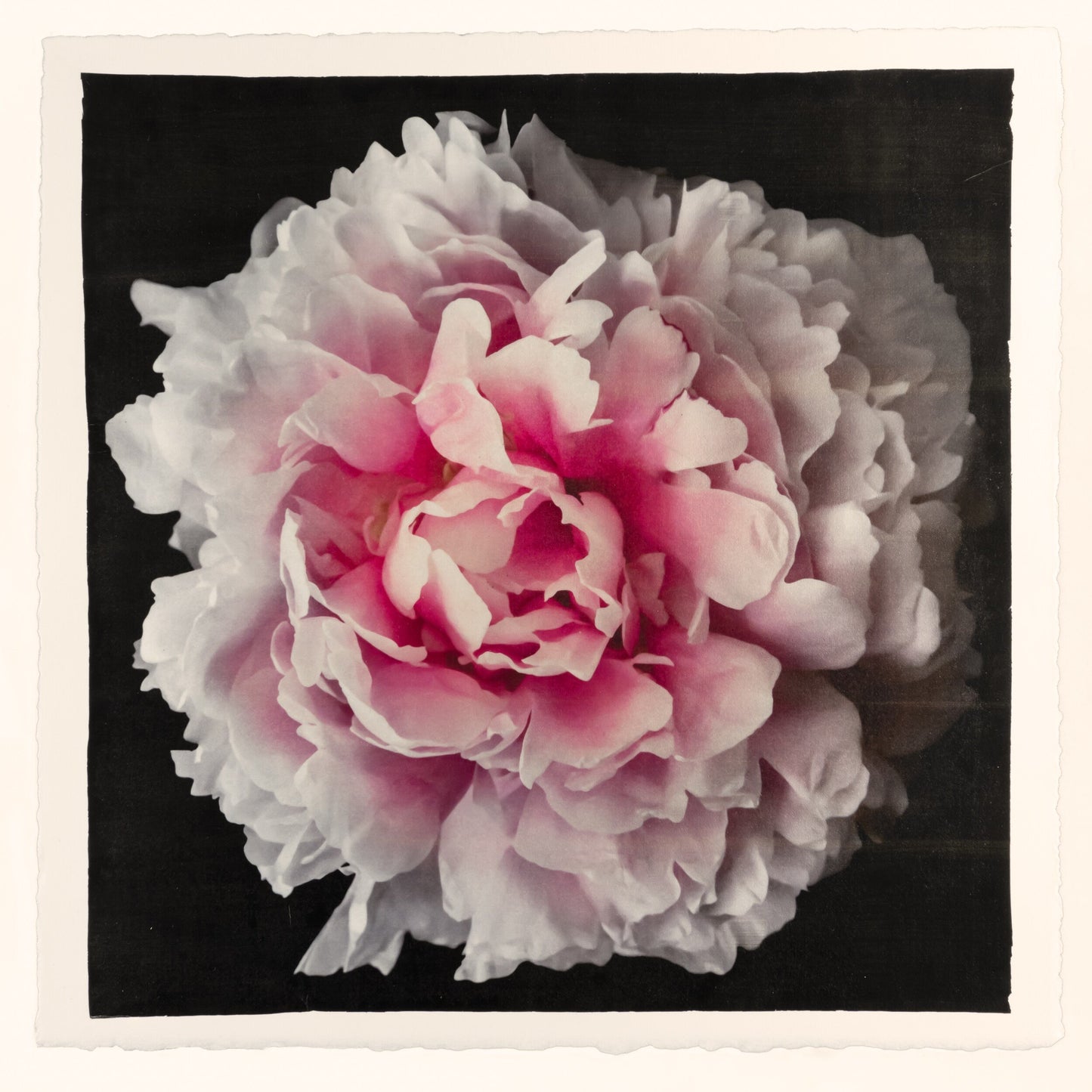 print of A deep pink double peony with a collar of smaller ivory petals at the base big fluffy flower centered on black background 12” square on cotton paper wall art