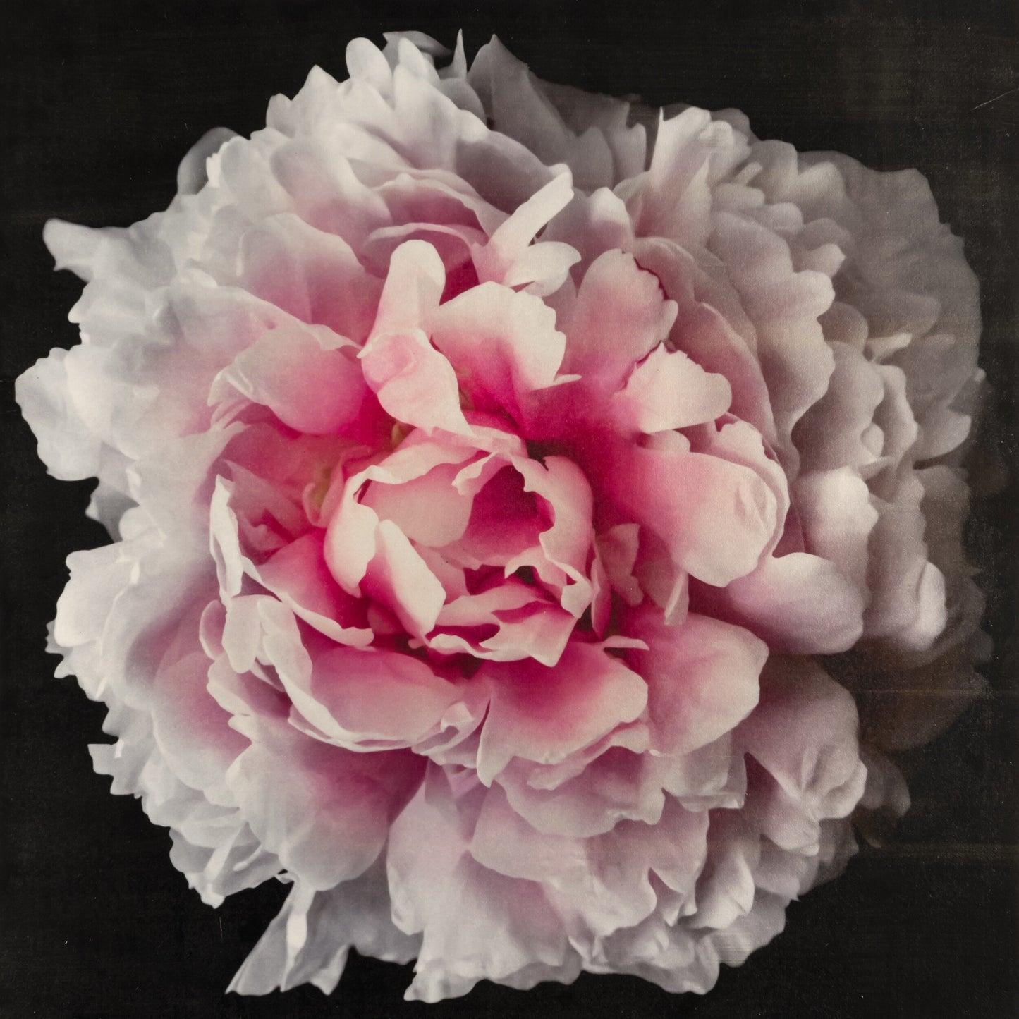 print of A deep pink double peony with a collar of smaller ivory petals at the base big fluffy flower Centered in Square mode, black background, wall art