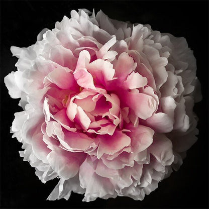 fully double pink peony flower with delicately ruffled petals that unfold to reveal a soft, pale pink coloration Centered in Square mode, black background, wall art