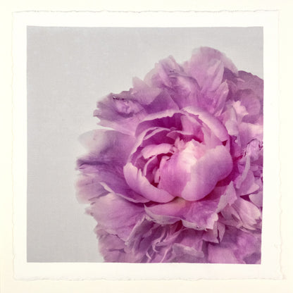 Print of Pink Peony for sale handcrafted from a photograph of a flower with delicate pink petals with silvery edges offset to right  Square mode, grey background, wall art 8” square on cotton paper